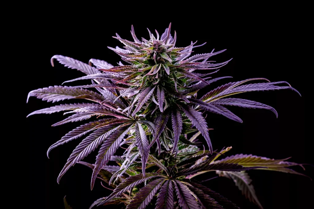 cannabis plant