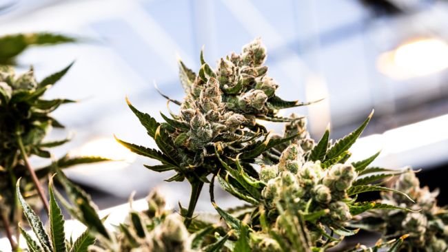 sungrown plant